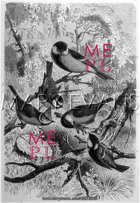 : GROUP OF TITS : GROUP OF TITS