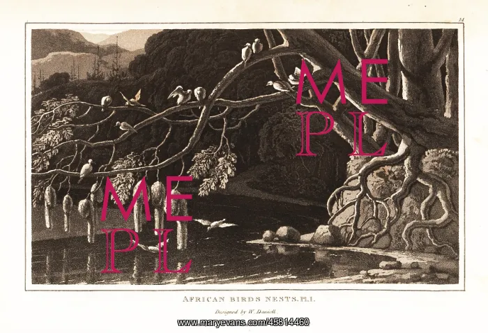 : A group of weaverbirds and their hanging nests : A group of weaverbirds and their hanging nests