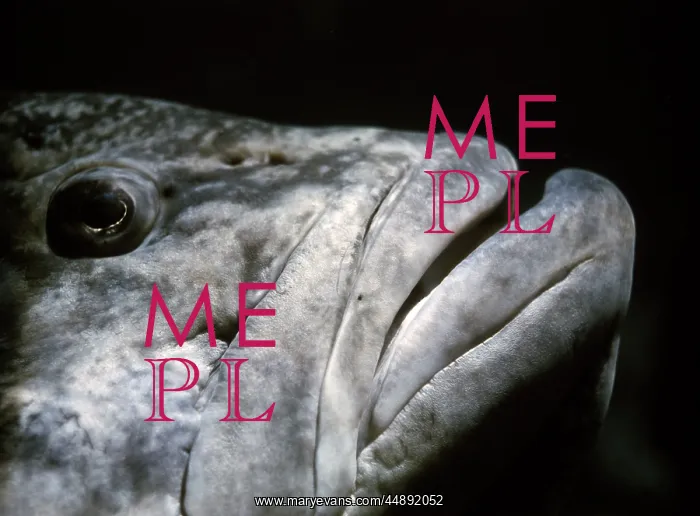  : Grouper Fish
