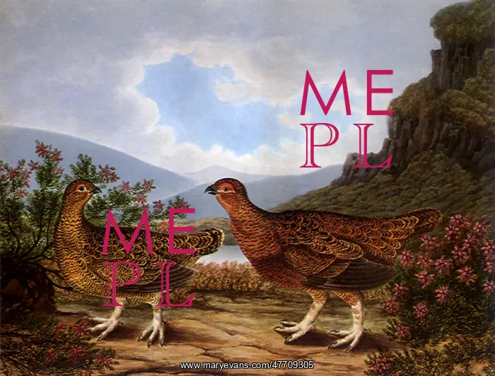  : Two Grouse