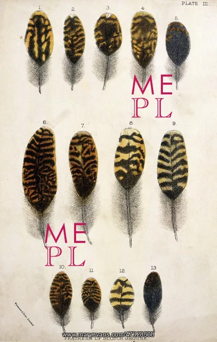  : GROUSE FEATHERS