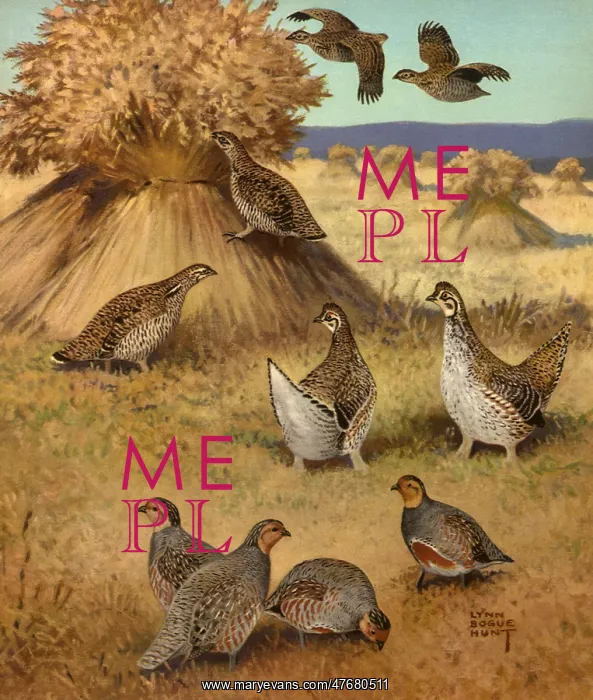  : Grouse by Grain Stalks