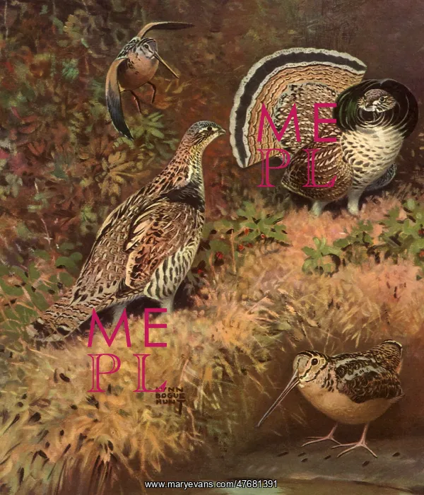  : Grouses and Billed Birds