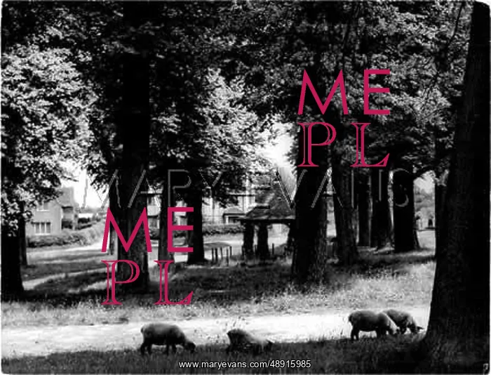 : GROVE OF ELM TREES : GROVE OF ELM TREES