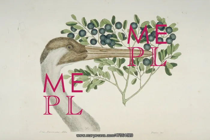 : Grus americana, whooping crane : Grus americana, whooping crane