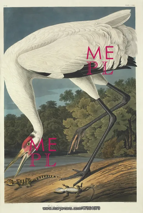 : Grus americana, whooping crane : Grus americana, whooping crane