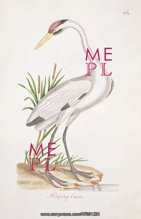 : Grus americana, whooping crane : Grus americana, whooping crane