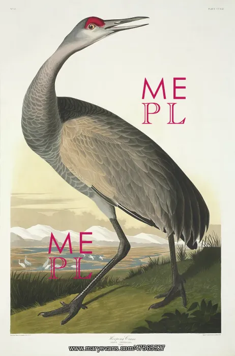 : Grus canadensis, sandhill crane : Grus canadensis, sandhill crane