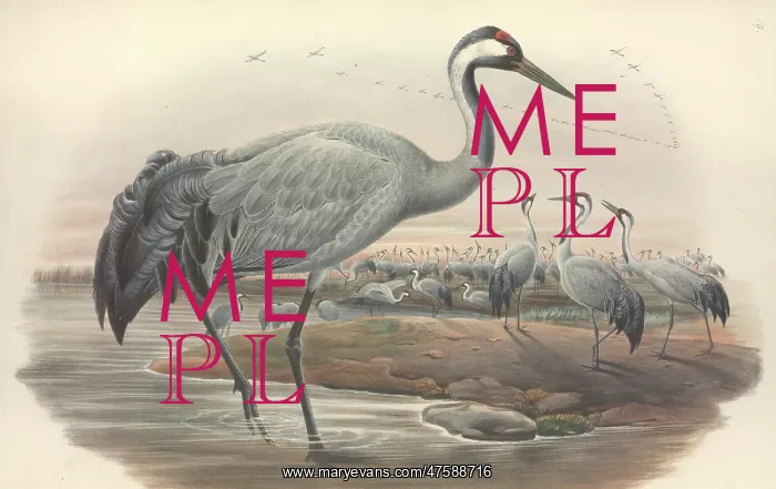 : Grus grus, common crane : Grus grus, common crane