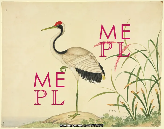 : Grus japonensis, red-crowned crane : Grus japonensis, red-crowned crane