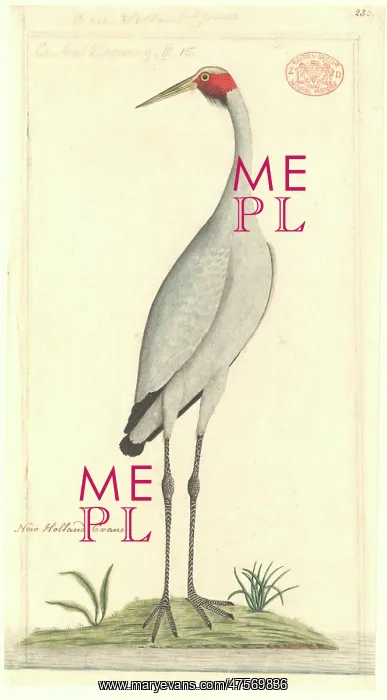 : Grus rubicunda, brolga : Grus rubicunda, brolga