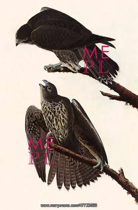  : Gryfalcon, Falco rusticolus