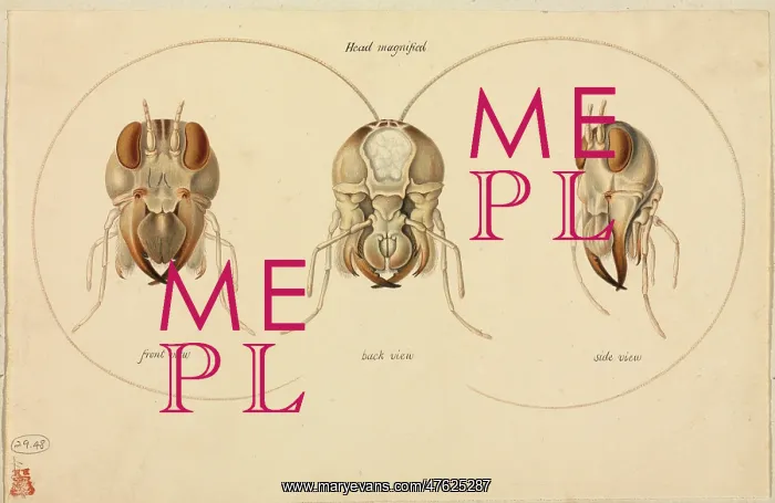 : Gryllus sp. cricket head views : Gryllus sp. cricket head views