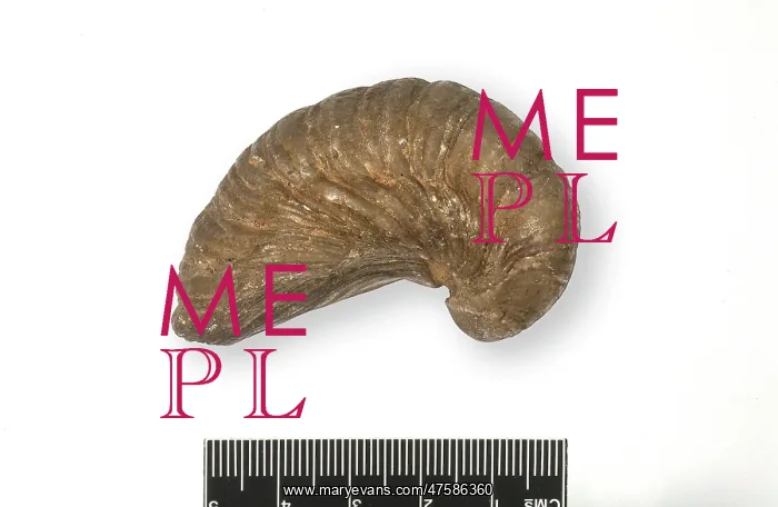 : Gryphaea incurva, oyster : Gryphaea incurva, oyster