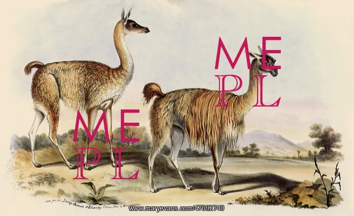  : Guanaco
