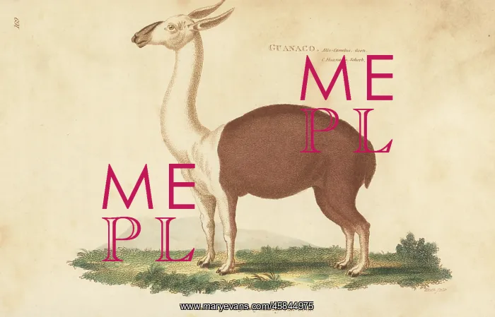: Guanaco, Lama glama subsp. guanicoe : Guanaco, Lama glama subsp. guanicoe