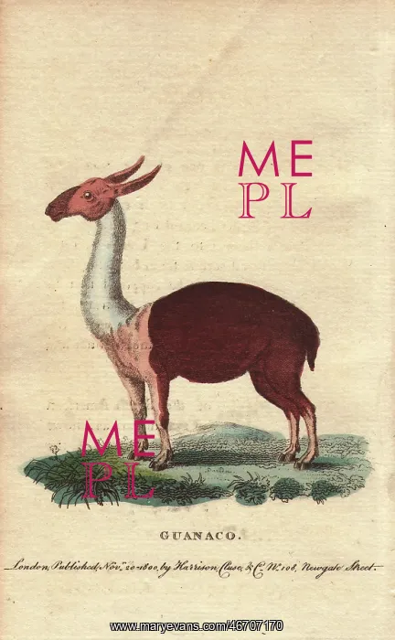 : Guanaco, a species of camel native to the New : Guanaco, a species of camel native to the New