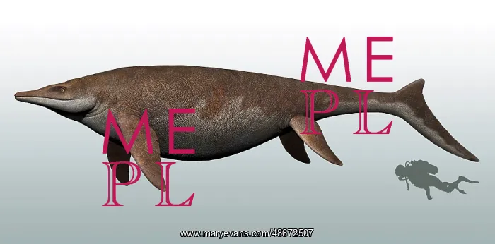 : Guanlingsaurus to scale with a scuba diver for reference : Guanlingsaurus to scale with a scuba diver for reference