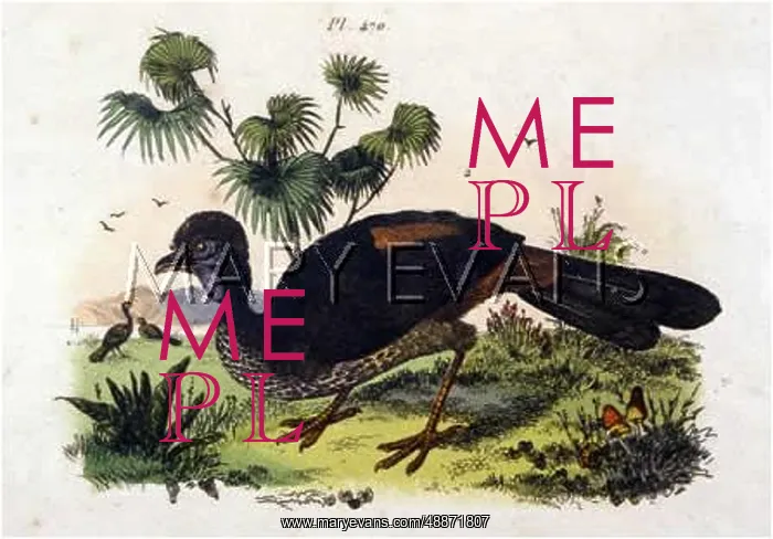  : GUANS (PENELOPE) BIRD