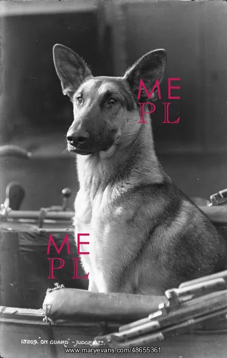 : On Guard. This black and white photograph features a German Shepherd dog sitting proudly : On Guard. This black and white photograph features a German Shepherd dog sitting proudly