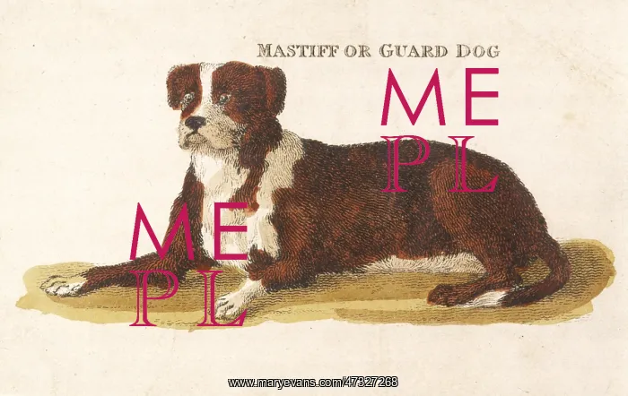 : GUARD DOG, LYING DOG : GUARD DOG, LYING DOG