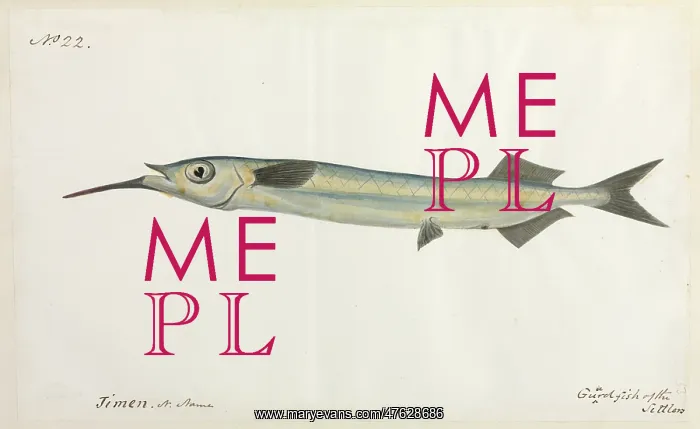 : Guardfish illustration : Guardfish illustration