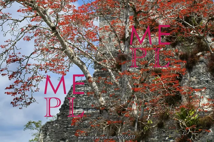 : Guatemala. Tikal. Maya Art : Guatemala. Tikal. Maya Art