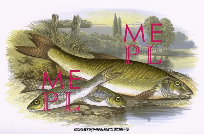 : Gudgeon and Barbel : Gudgeon and Barbel