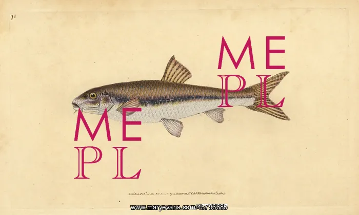 : Gudgeon, Gobio gobio : Gudgeon, Gobio gobio