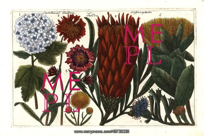 : Guelder rose, scabious and thistle protea : Guelder rose, scabious and thistle protea