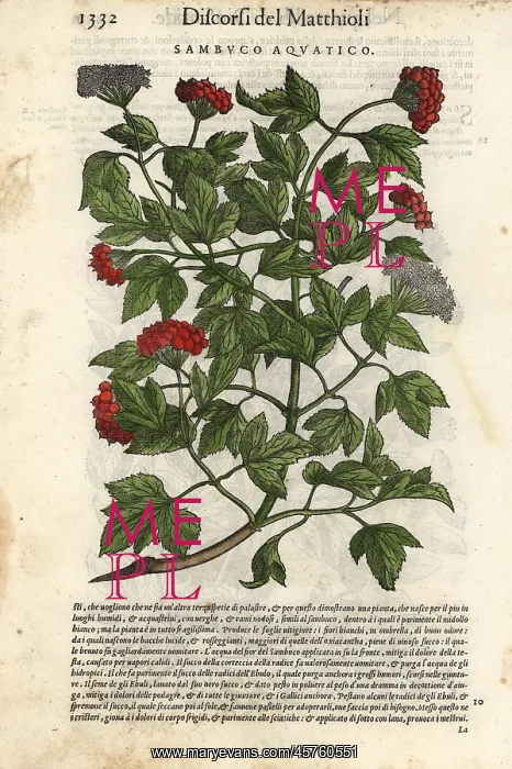 : Guelder-rose, Viburnum opulus : Guelder-rose, Viburnum opulus