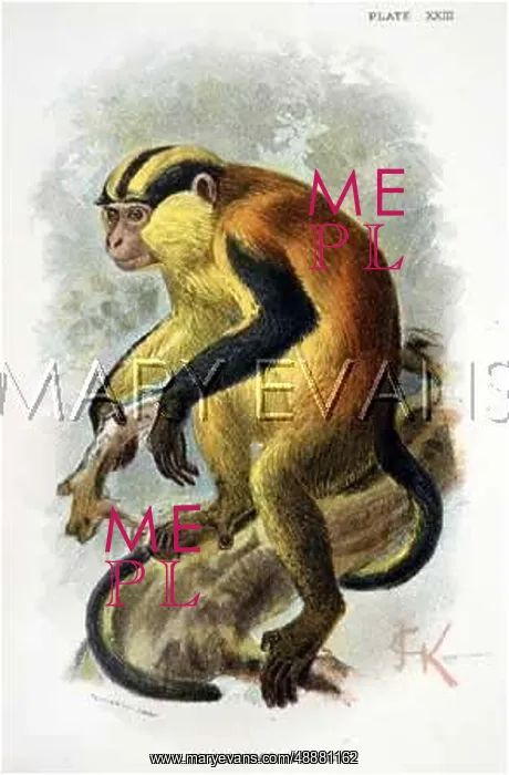  : GUENON / JCK ILLUSTRATION