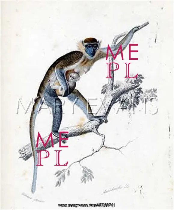 : GUENON AND YOUNG : GUENON AND YOUNG