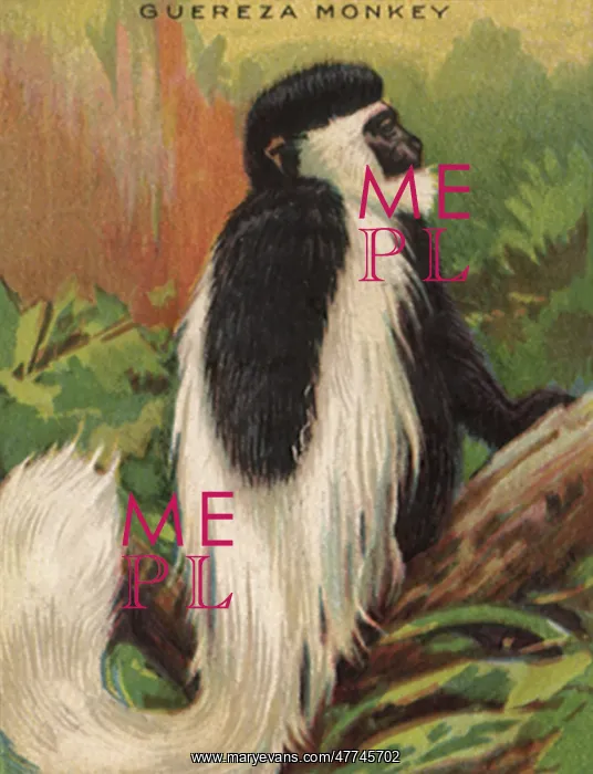  : Guereza Monkey