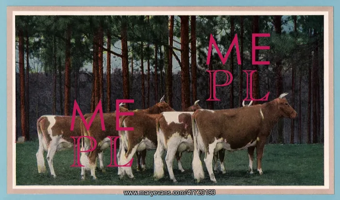  : Guernsey Cows