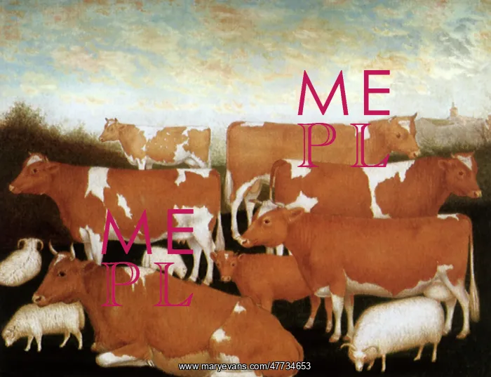  : Guernsey Cows and Sheep