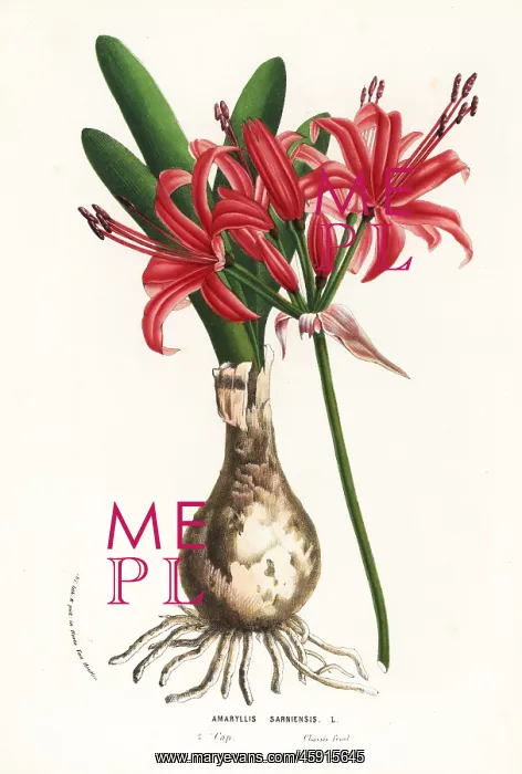 : Guernsey lily, Nerine sarniensis : Guernsey lily, Nerine sarniensis