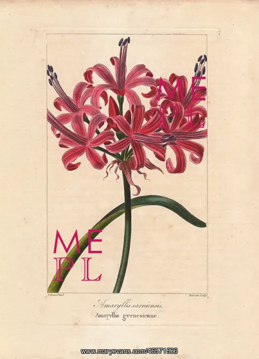 : Guernsey lily, Nerine sarniensis, native to South Africa : Guernsey lily, Nerine sarniensis, native to South Africa