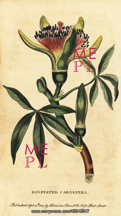 : Guiana chestnut, Pachira aquatica : Guiana chestnut, Pachira aquatica