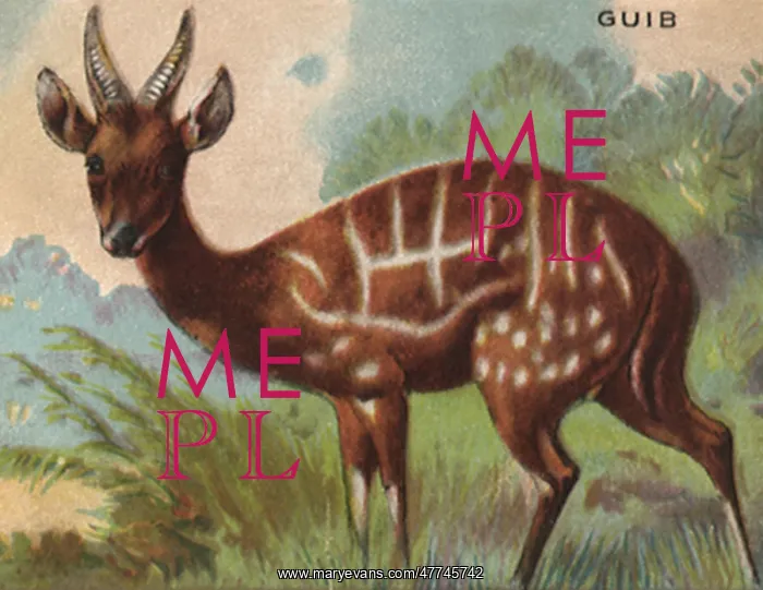 : Guib