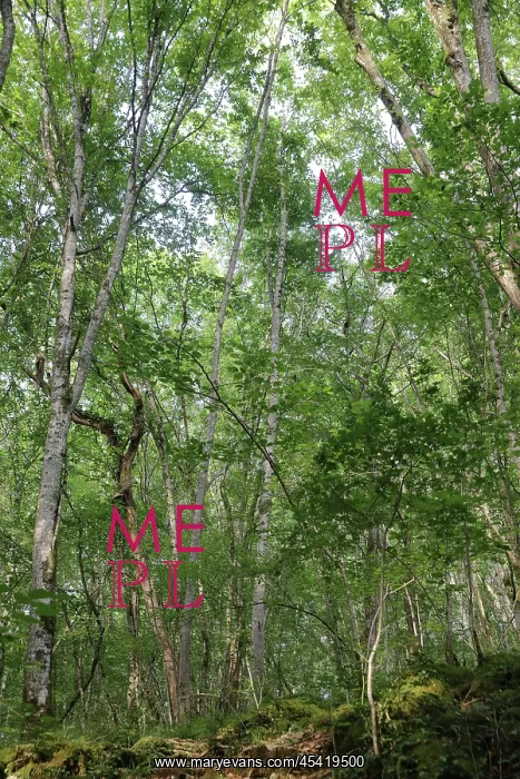 : Guided walk, Parc National de Forets, Haute-Marne, France : Guided walk, Parc National de Forets, Haute-Marne, France