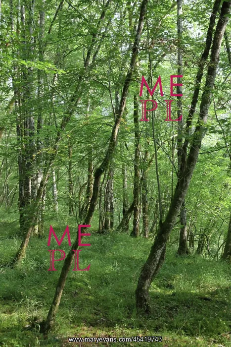 : Guided walk, Parc National de Forets, Haute-Marne, France : Guided walk, Parc National de Forets, Haute-Marne, France