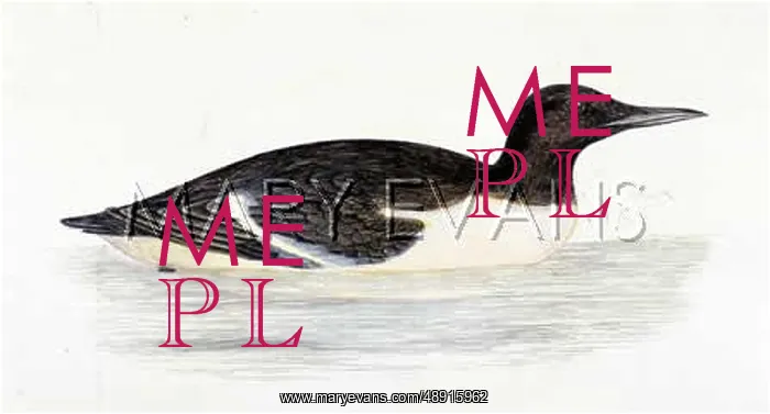  : GUILLEMOT (MORRIS)
