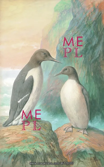  : Guillemots