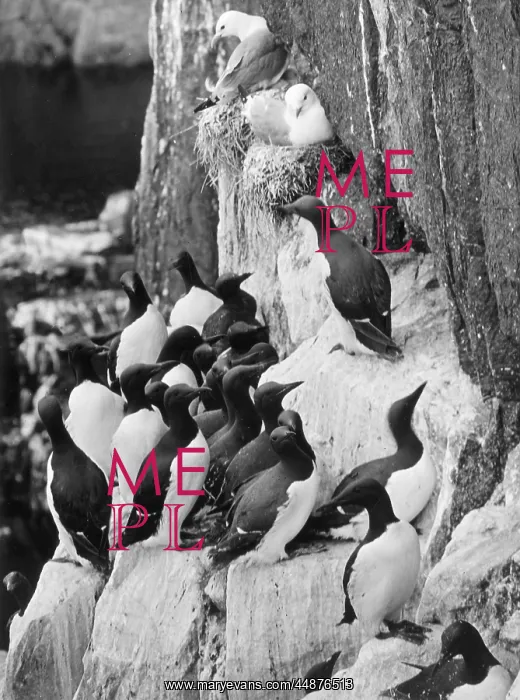: GUILLEMOTS & KITTIWAKES : GUILLEMOTS & KITTIWAKES
