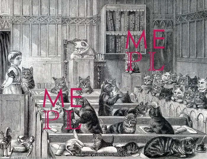  : Guilty or not Guilty, the Cats Court