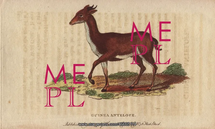 : Guinea antelope, grimm or common duiker, Sylvicapra grimmia : Guinea antelope, grimm or common duiker, Sylvicapra grimmia