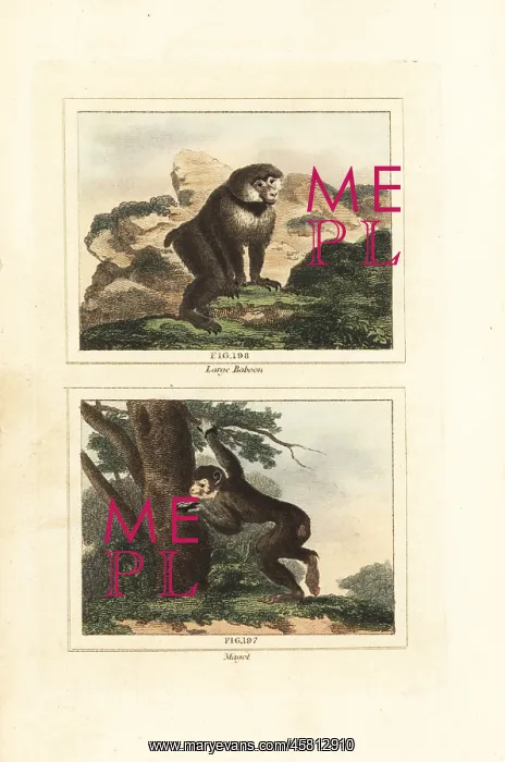 : Guinea baboon and endangered Barbary macaque : Guinea baboon and endangered Barbary macaque