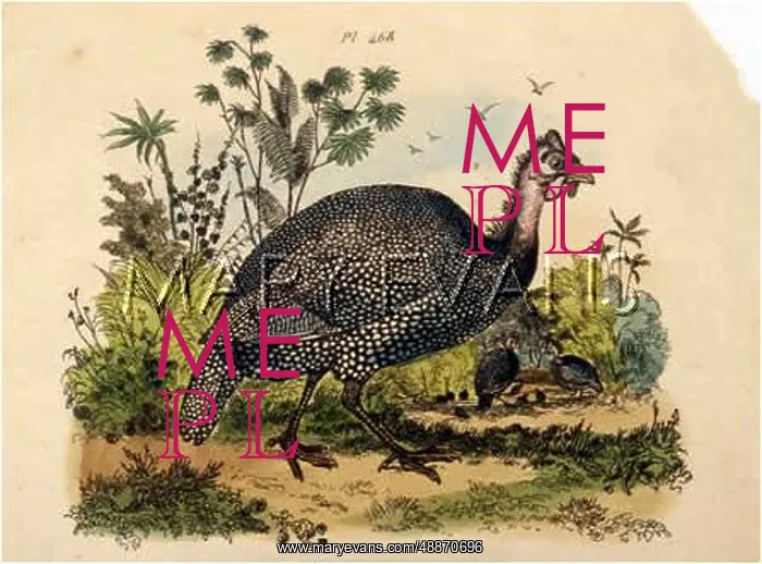  : GUINEA FOWL