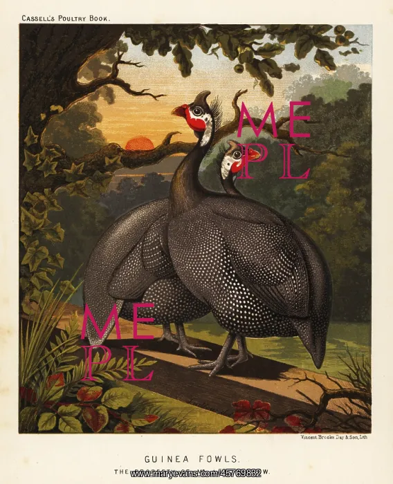 : Guinea fowls : Guinea fowls